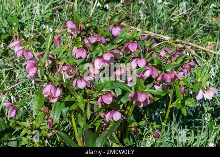 Helleborus orientalis (Helleborus), eine Frühlingsblütenpflanze mit einer rosa, violetten Winterblume, allgemein bekannt als Lenten Rose, Stock Photo Imag Stockfoto