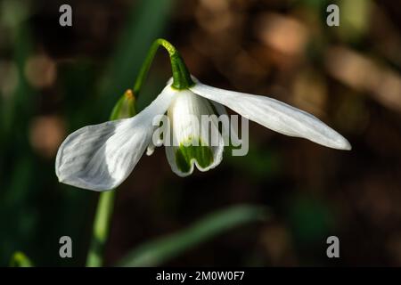 Galanthus 'Hippolyta' (Schneeglöckchen) eine im Frühling Winter bauchige Pflanze mit einer weiß grünen Frühlingsblume im Januar, Stock-Foto-Bild Stockfoto