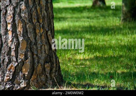 Árvore no Parque Marinha do Brasil em Porto Alegre/Brasilien Stockfoto