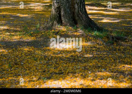 Árvore no Parque Marinha do Brasil em Porto Alegre/Brasilien Stockfoto