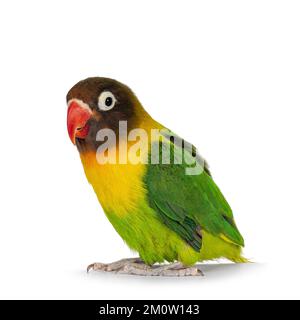 Maskierte Lovebird alias Agapornis Bid, sitzt auf einer flachen Oberfläche. Isoliert auf weißem Hintergrund. Stockfoto