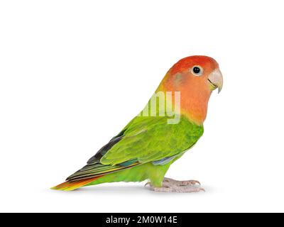 Pfirsichgesichtiger Lovebird alias Agapornis Bid, sitzt auf einer flachen Oberfläche. Isoliert auf weißem Hintergrund. Stockfoto