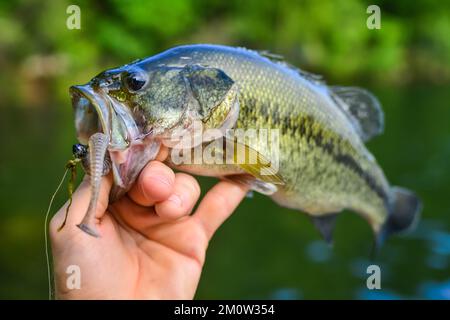 Largemouth Bass in der Hand gehalten von seinem Mund Stockfoto