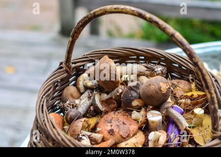 Frisch geerntete Pilze in einem Korb Nahaufnahme Kopierraum Bild Stockfoto