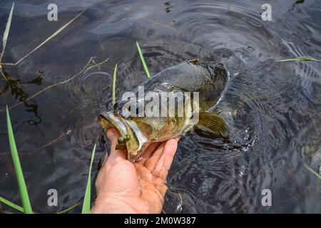 Largemouth Bass in der Hand gehalten von seinem Mund Stockfoto