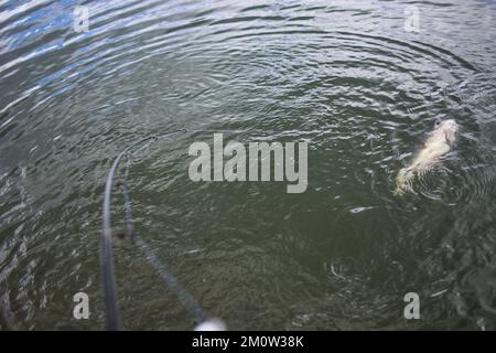 Süßwasserfische, guter Fang, Fische halten, Sommertagsfischen an der Küste. Stockfoto