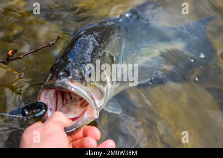 Largemouth Bass in der Hand gehalten von seinem Mund Stockfoto