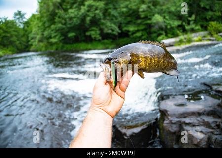 Süßwasserfische, guter Fang, Fische halten, Sommertagsfischen an der Küste. Stockfoto