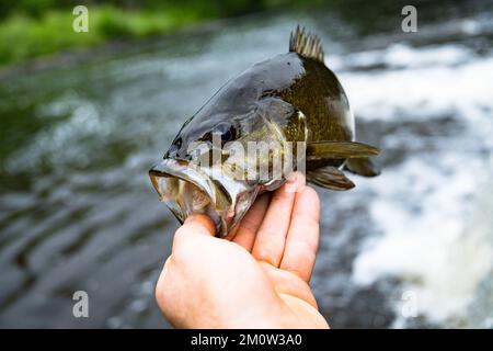 Süßwasserfische, guter Fang, Fische halten, Sommertagsfischen an der Küste. Stockfoto