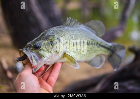 Largemouth Bass in der Hand gehalten von seinem Mund Stockfoto