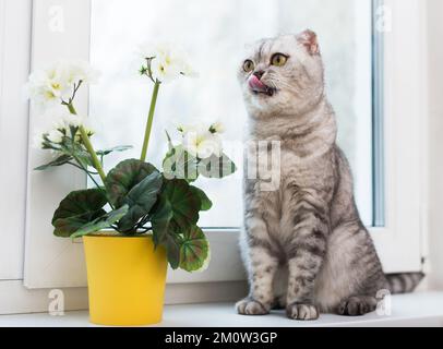 Die schottische Rassekatze schnuppert eine weiße Blume auf dem Fensterbrett Stockfoto