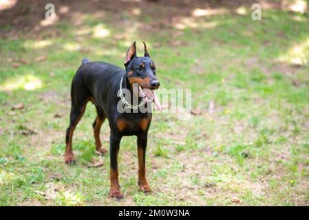 Ein hübscher Dobermann, der auf grünem Gras steht. Hochwertiges Foto Stockfoto