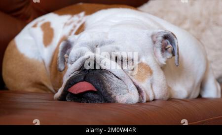 Lustige englische Bulldogge schläft zu Hause auf der Couch, die ihm die Zunge ausgestreckt hat. Haustierkonzept und Wohnkomfort Stockfoto