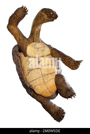 3D-Darstellung einer auf weißem Hintergrund isolierten Meeresschildkröte Stockfoto
