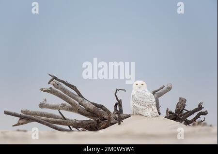 Eine verschneite Eule, hoch oben auf einem Treibholz in weichem Bewölkt auf einem verschneiten Feld Stockfoto