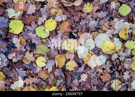 Gefallene Buchen- und Eichenblätter im dezember-Muster Stockfoto