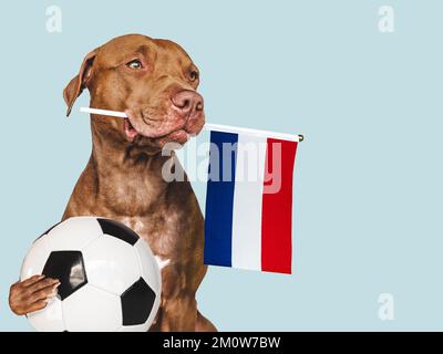 Charmantes Hündchen mit der Flagge der Niederlande Stockfoto
