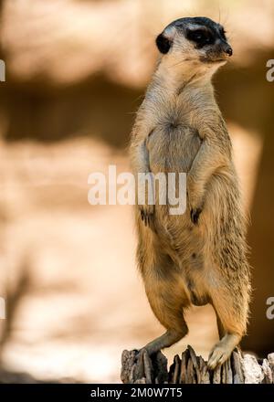 Erdmännchen steht auf und schaut sich mit Kopierraum um Stockfoto