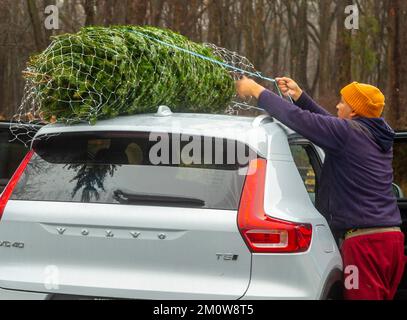 Mann binden eines Weihnachtsbaumes an die Spitze eines Autos Stockfoto