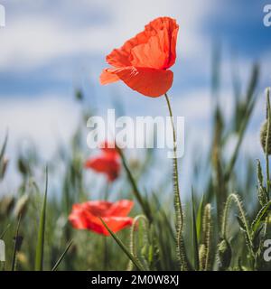 Feldmohn in Weizen Stockfoto