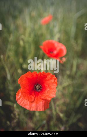 Feldmohn in Weizen Stockfoto