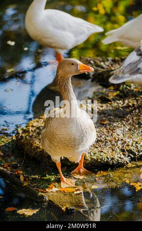 Eine Gans vom Graylag (Anser anser) am Seeufer des Winkworth Arboretum bei Godalming, Surrey, Südostengland Stockfoto