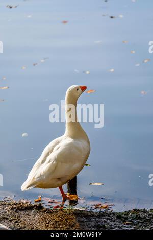 Eine weiße Gans am Seeufer im Winkworth Arboretum in der Nähe von Godalming, Surrey, Südostengland Stockfoto