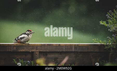 Specht Stockfoto