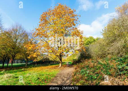 Ein reifer Rosskastanienbaum (Aesculus hippocastanum) im Herbstlaub im Winkworth Arboretum bei Godalming, Surrey, Südostengland Stockfoto