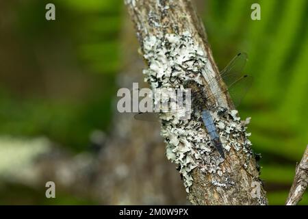 Schwarzschwanzskimmer Orthetrum cancellatum, männlicher Erwachsener auf einem Ast, Woodland Valley Farm, Ladock, Cornwall, Vereinigtes Königreich, Juni Stockfoto