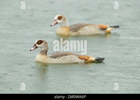 Ägyptische Gans Alopochen aegyptiaca, Swimming, Blashford Lakes, Hampshire, Vereinigtes Königreich, Juli Stockfoto