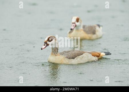 Ägyptische Gans Alopochen aegyptiaca, Swimming, Blashford Lakes, Hampshire, Vereinigtes Königreich, Juli Stockfoto