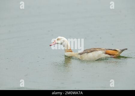 Ägyptische Gans Alopochen aegyptiaca, Swimming, Blashford Lakes, Hampshire, Vereinigtes Königreich, Juli Stockfoto