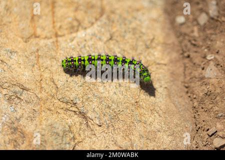 Emperor Motth Saturnia pavonia, Larva Crossing Rocks, Lizard Point, Cornwall, Vereinigtes Königreich, Juni Stockfoto