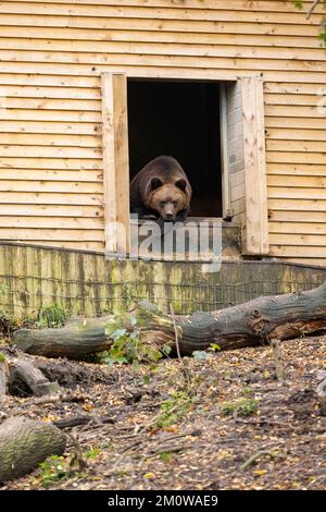 Eurasian Brown Bear Ursus arctos arctos (Captive), ruhend in Doorway, Wild Place Project, Bristol, Vereinigtes Königreich, Oktober Stockfoto