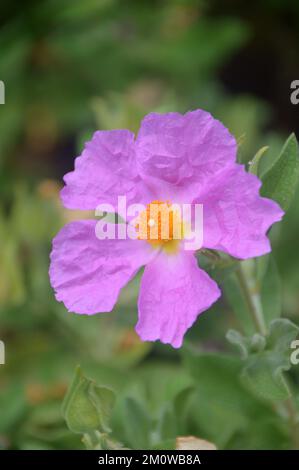 Malve/Lilac Cistus albidus (Graublättriger Cistus), angebaut beim Eden Project, Cornwall, England, Vereinigtes Königreich. Stockfoto