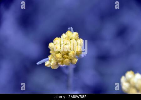 Gelber Helichrysum Stoechas (Strauchbeerenobst), der im Eden Project, Cornwall, England, Großbritannien, angebaut wird. Stockfoto