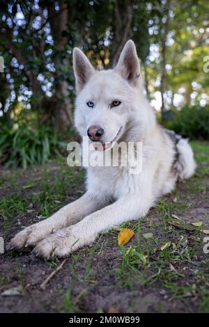 Eine vertikale Nahaufnahme eines weißen sibirischen Huskys im Wald. Stockfoto