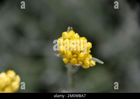 Gelber Helichrysum Stoechas (Strauchbeerenobst), der im Eden Project, Cornwall, England, Großbritannien, angebaut wird. Stockfoto