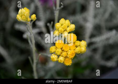 Gelber Helichrysum Stoechas (Strauchbeerenobst), der im Eden Project, Cornwall, England, Großbritannien, angebaut wird. Stockfoto