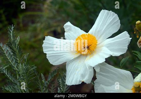 Single White Matilija Poppy (Romneya Coulteri) Blumenkopf, angebaut beim Eden Project, Cornwall, England, Großbritannien. Stockfoto