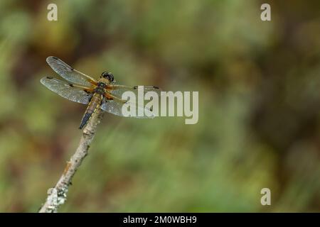Vierfleckiger Verfolger Libellula quadrimaculata, weibliche Erwachsene, am Stiel, Woodland Valley Farm, Ladock, Cornwall, Vereinigtes Königreich, Juni Stockfoto