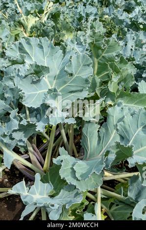 Nahaufnahme von brassica seakale Crambe maritima hinterlässt Pflanzen, die im Sommer in England Großbritannien ständig in einem Gemüsegarten wachsen Stockfoto