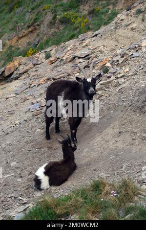 Ein Paar Schwarzweiß-Wildziegen (Capra Aegagrus Hircus) „Hausziege“ in der Nähe des Kambeaks auf dem South West Coastal Path in Cornwall, England, Großbritannien. Stockfoto