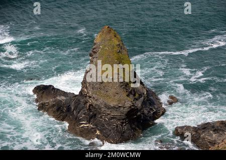 Samphire Rock Sea Stack aus den Strangles auf dem South West Coastal Path in Cornwall, England, Großbritannien. Stockfoto