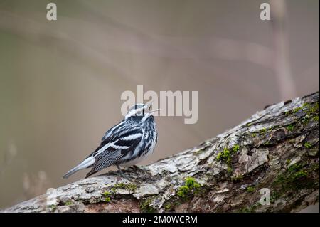 Eine Nahaufnahme eines wunderschönen Schwarz-Weiß-Warblers (Mniotilta Varia) auf einem Baum Stockfoto