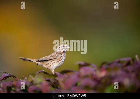 Ein Song Sparrow in einem roten Busch in sanftem Licht mit einem glatten Hintergrund in Orange und Grün Stockfoto