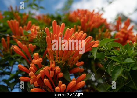 Orangenblüten und Grün im Flamevine-Stil sorgen für den Sommerhintergrund Stockfoto