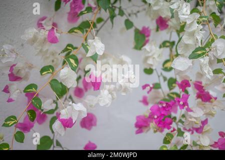 Pinkfarbene weiße Bougainvillea-Blumen im Hintergrund. Miss Universum Blumen an der weißen Wand Stockfoto