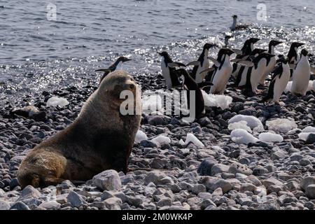 Südamerikanische Seebären (Arctocephalus australis), Paulet Island, Weddell Sea, Antarktis. Stockfoto